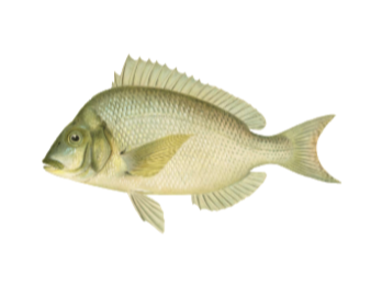 Porgy Sticker